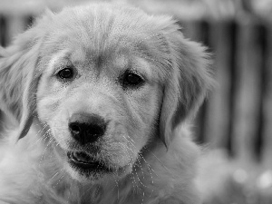 Puppy, grimace, The look, Labrador Retriever