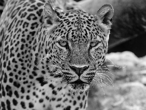 Leopards, The look