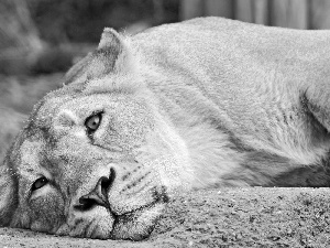 Lioness, The look