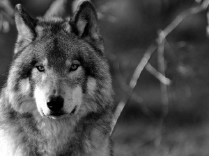 Wolf, The look