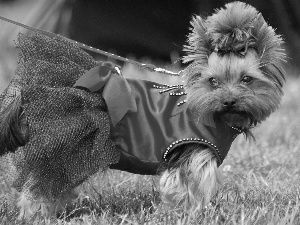 Yorkshire Terrier, dress, Loop, red hot