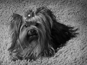 carpet, Yorkshire Terrier, Loop