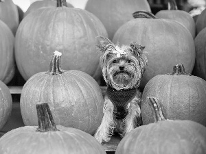 pumpkin, Yorkshire Terrier, Loop