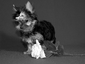 rose, Yorkshire Terrier, Loop