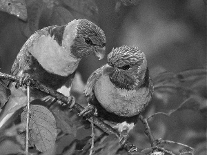 twig, Parrots, lorikeets Mountain