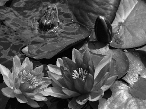 water-lily, Colourfull Flowers, strange frog