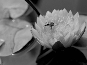 water-lily, Colourfull Flowers, frog