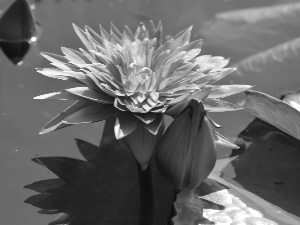 water-lily, Colourfull Flowers, Leaf