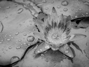 water-lily, Colourfull Flowers, Leaf