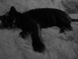lounging, Black, cat