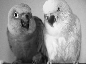 lovebirds, color, Parrots