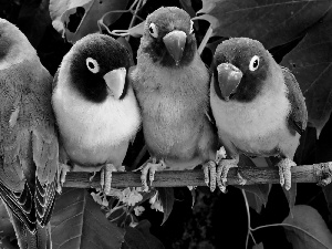 lovebirds, four, Parrots