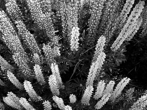 Flowers, lupine