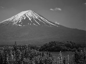lupine, volcano, lake