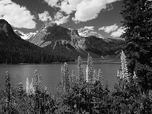 lupine, lake, Mountains