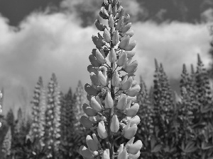 lupine, Violet, Pink