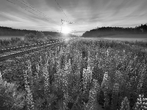 Sunrise, Railroad Tracks, lupine