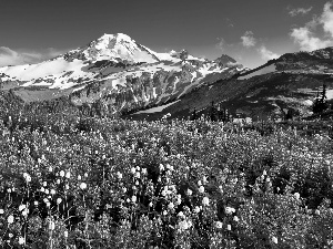 summer, Meadow, lupine, Mountains