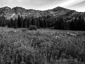 viewes, Mountains, Flowers, lupine, Meadow, trees