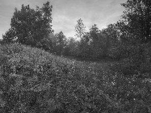 Meadow, trees, viewes, lupins