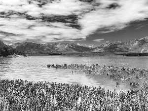 Mountains, flourishing, lupins, lake