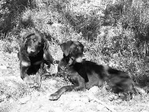 Beaucerony, Two cars, lying