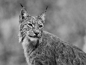 Lynx