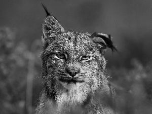 Lynx