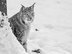 Lynx, winter, gazing