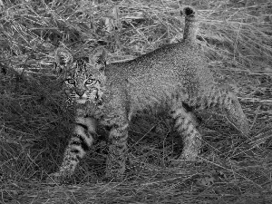 Lynx, Hay