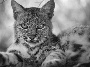 Lynx, young, lying