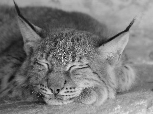 sleepy, Lynx