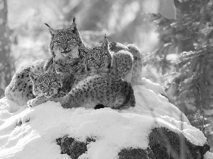 Three, scarp, snow, lynx