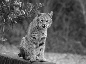 young, Lynx