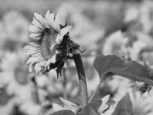 Sunflowers, Macro