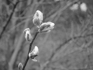 Blooming, Magnolia