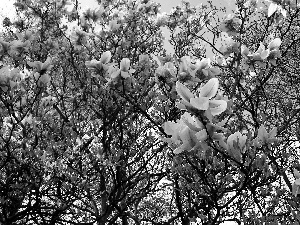 Magnolia, Spring, Blossoming