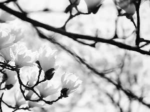 Magnolia, Twigs, Flowers