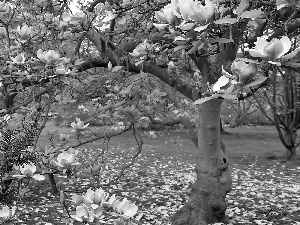 Spring, Blossoming, Magnolia, Park