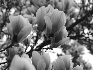 Magnolia, pink, White