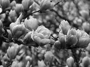 Pink, Magnolias