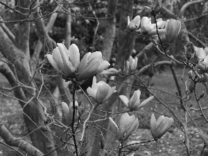 Magnolias, trees, purple