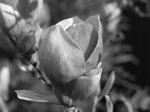 bud, Magnolii