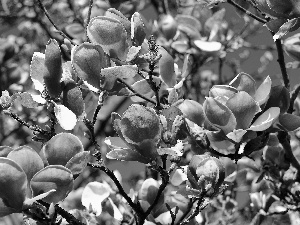 Flowers, viewes, Magnolii, trees