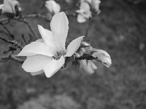 Magnolii, White, Flowers