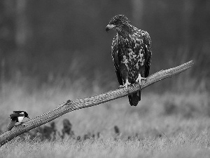 magpie, Eagle Front, branch