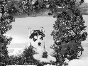 wreath, Siberian Husky, winter