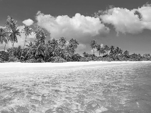 clouds, Maldives, Beaches, Palms, sea
