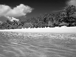 sea, Palms, Maldives, Beaches