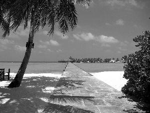 sea, Palms, Maldives, Beaches